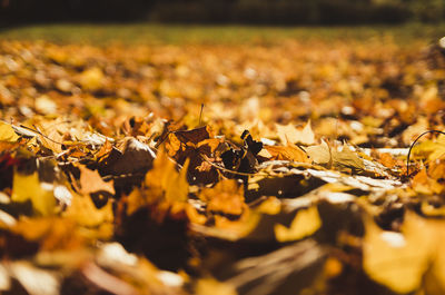 Closeup on carpet of autumn leaves 