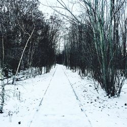 Road passing through bare trees