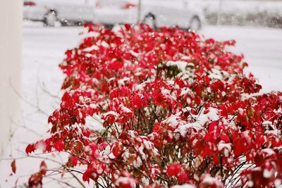 Close-up of red flowering plant during winter