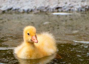 Duckling swimming in lake