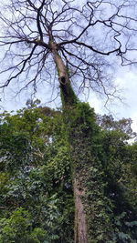 Low angle view of bird perching on tree in forest