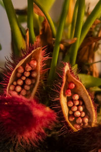 Close-up of fruits on plant