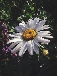 Close-up of white daisy blooming outdoors