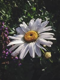 Close-up of daisy blooming outdoors