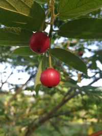 Low angle view of apples growing on tree