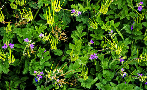 Close-up of purple flowers