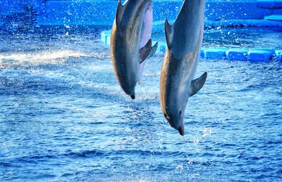 Dolphins swimming