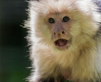 Close-up portrait of a monkey