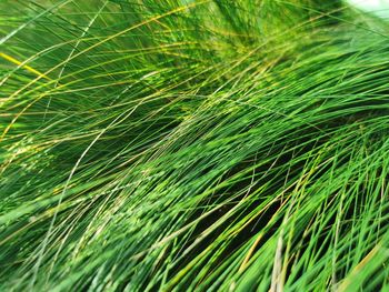 Full frame shot of palm leaf