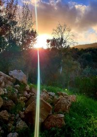 Sunlight streaming through trees on rocks