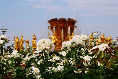 Close-up of white flowering plants on field