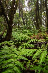 Scenic view of forest