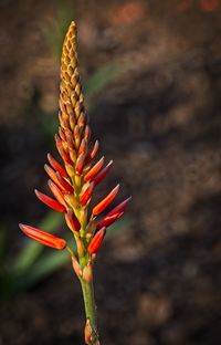 Close-up of succulent plant in field