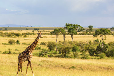 Giraffe walking on the african savanna