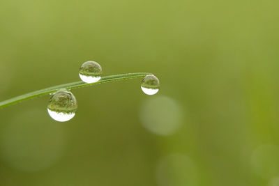 Close-up of water drops on grass