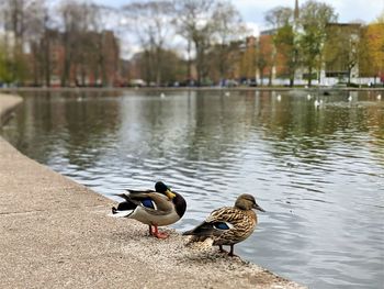 Ducks on a pond