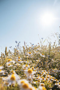 Close-up of flowering plants on field against sky