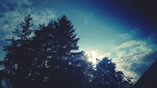 Low angle view of trees against sky