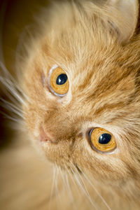 Gorgeous orange persian cat with deep gaze