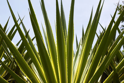 Low angle view of palm tree