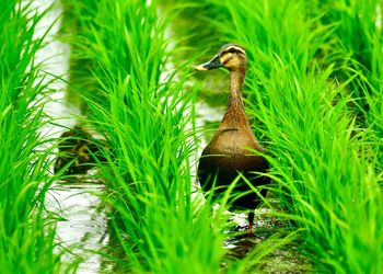 Close-up of a bird on grass