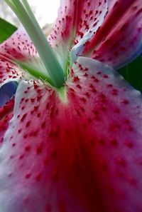 Close-up of red cactus