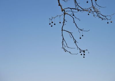 Low angle view of bare tree against clear blue sky