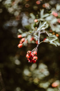 Close-up of red berries growing on plant