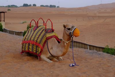 Camel on sand at desert