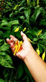 Cropped image of hand holding leaves