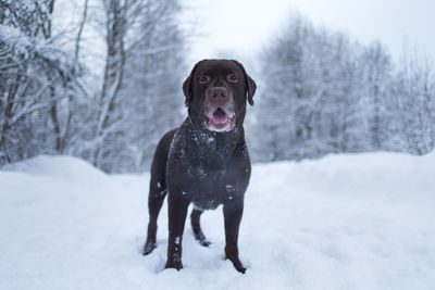 Portrait of dog standing on snow