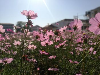 Close-up of pink cosmos flowers on field