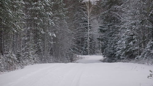 Snow covered land and trees in forest