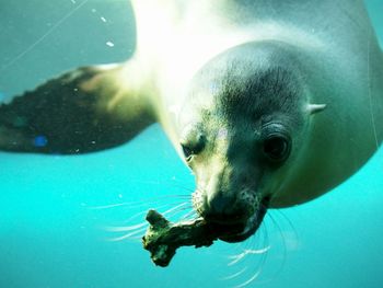 Close-up of seal swimming in sea