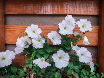 Close-up of white flowering plants