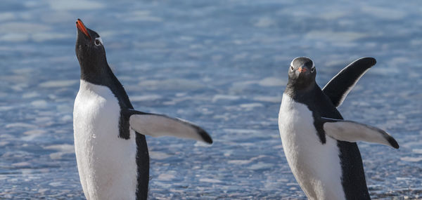 Close-up of penguin