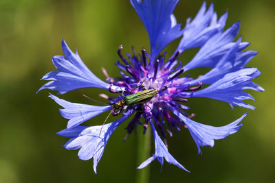 False oil beetle, oedemera nobilis, sitting on blue cornflower blossom