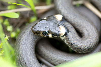 Close-up of snake