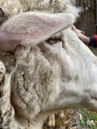 Close-up of a horse