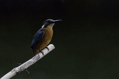 Close-up of bird perching outdoors