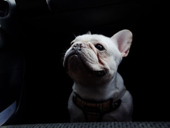 Puppy frenchbulldog in the dark