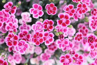 Close-up of pink flowering plants