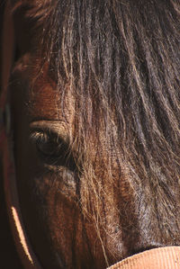 Close-up of a horse