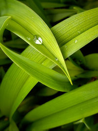 Close-up of raindrops on leaves