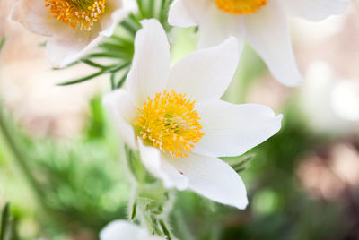 Close-up of white flowering plant