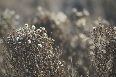 Close-up of plant 