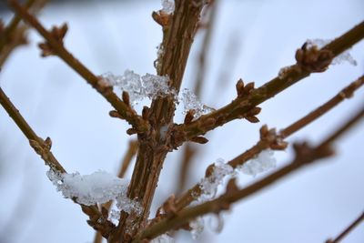 Low angle view of bare tree