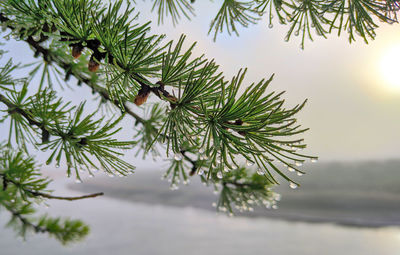 Close-up of pine tree on plant during winter