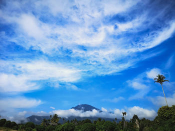 Scenic view of trees against blue sky