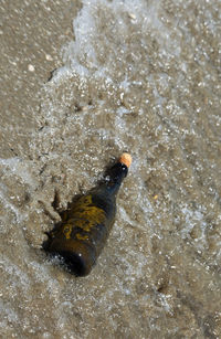 High angle view of bottle in water